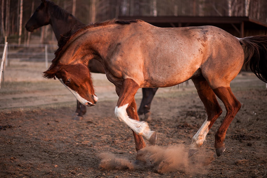 Raudoni Vakarai – žirgai ir gamta