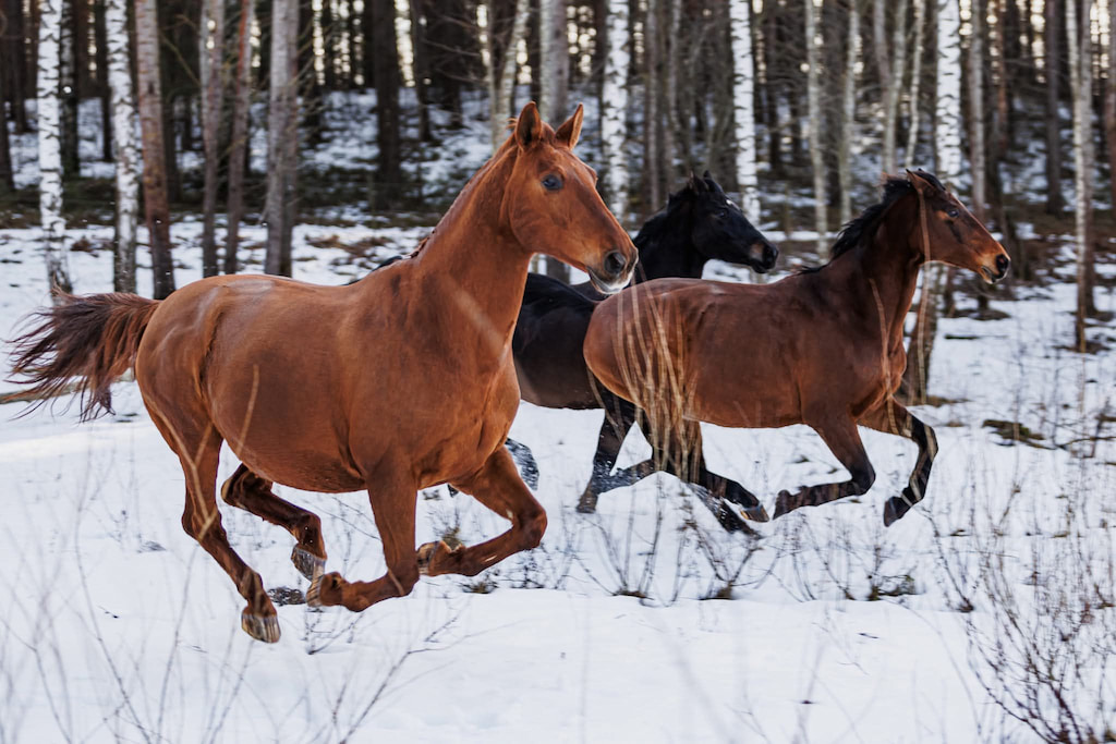 Raudoni Vakarai – žirgai ir gamta