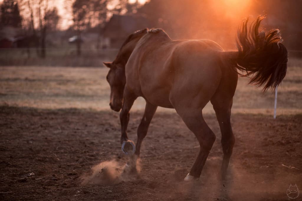 Raudoni Vakarai – žirgai ir gamta